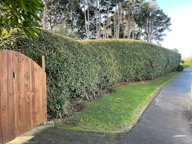 Neatly trimmed hedge along a driveway in Wellington