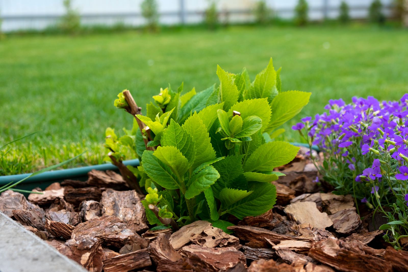 Freshly mulched garden bed in Wellington