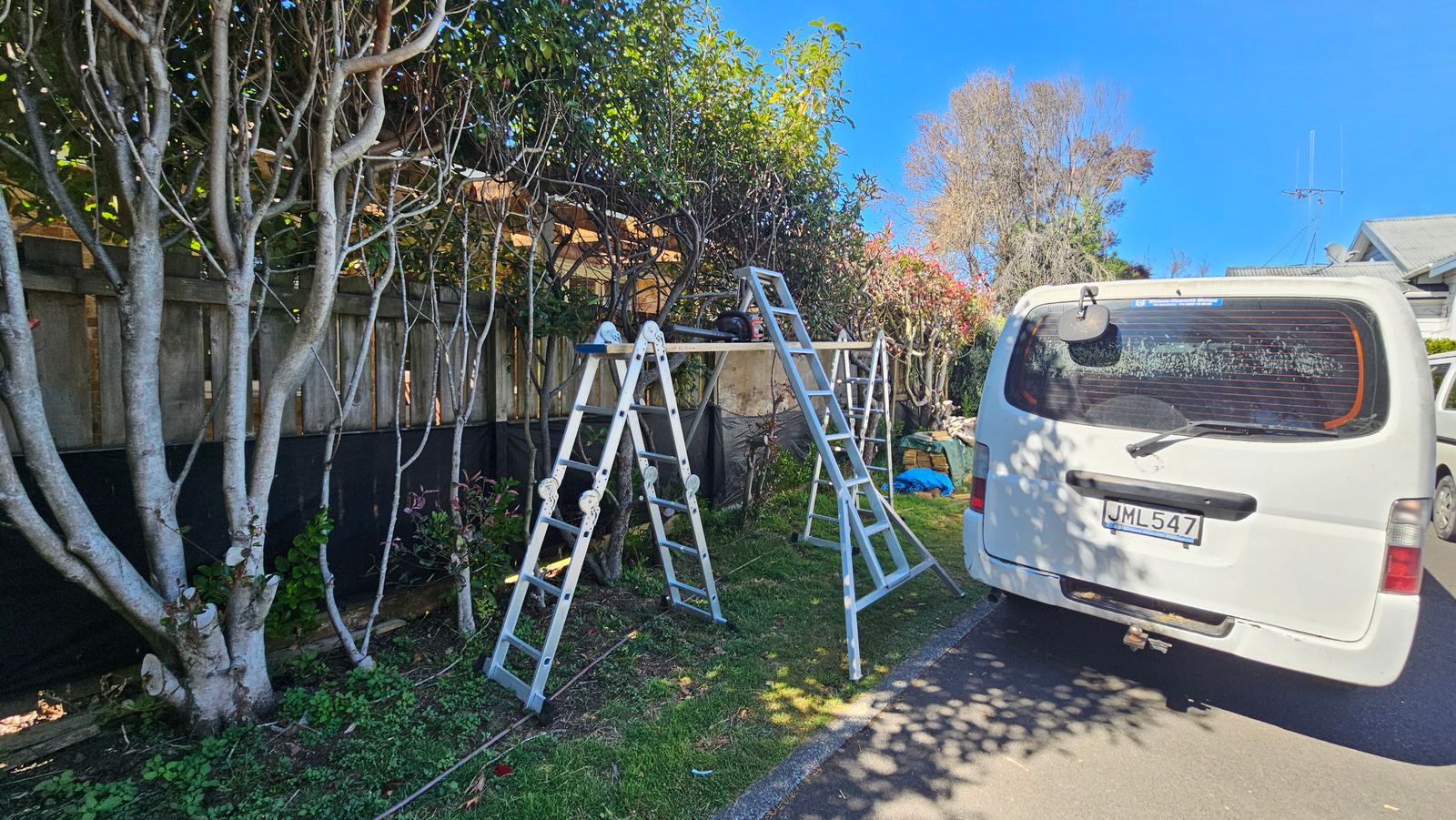 Ladders set up for tree pruning in a Wellington garden